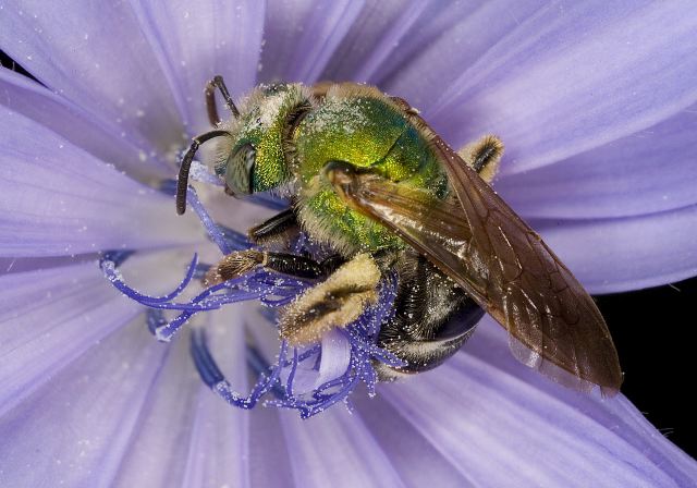 Agapostemon virescens Halictidae