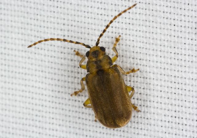 Xanthogaleruca luteola Chrysomelidae