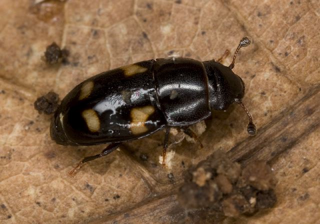 Glischrochilus quadrisignatus Nitidulidae