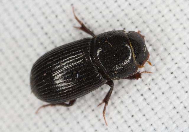 Ataenius sp. Scarabaeidae