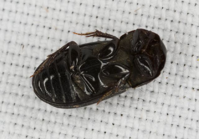 Ataenius sp. Scarabaeidae