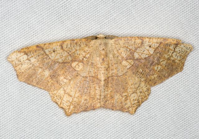 Besma quercivoraria Geometridae