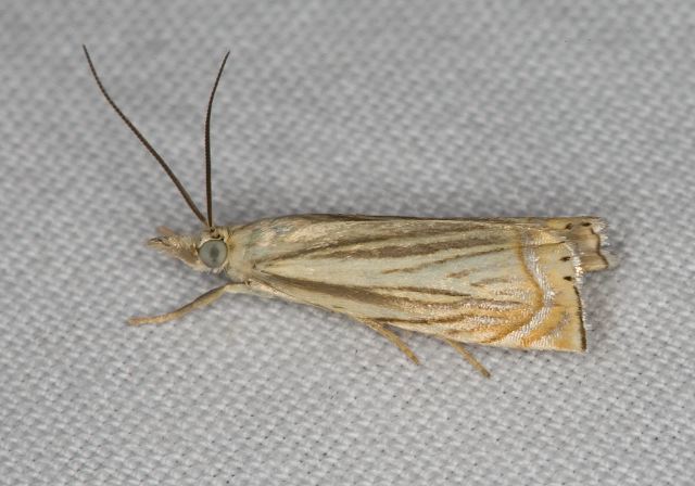 Chrysoteucha topiaria Crambidae