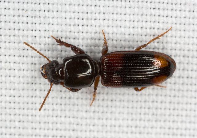 Clivina bipustulata Carabidae