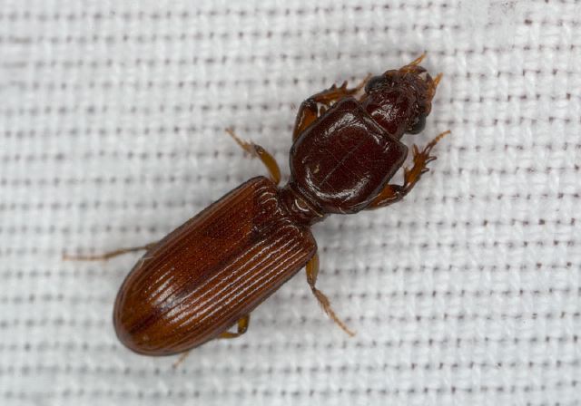 Clivina ferrea Carabidae