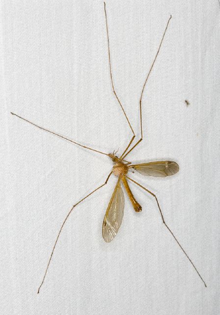 Tipula (Lunatipula) duplex Tipulidae