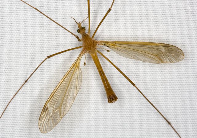 Tipula (Lunatipula) duplex Tipulidae