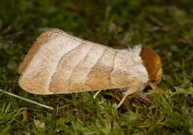 Datana contracta? Notodontidae