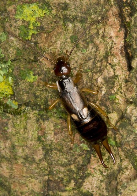 Forficula auricularia Forficulidae