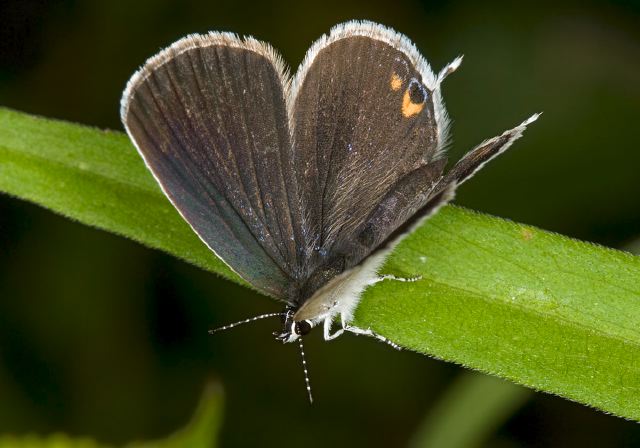 Everes comyntas Lycaenidae