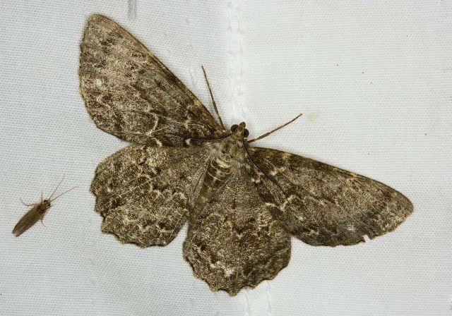 Epimecis hortaria Geometridae