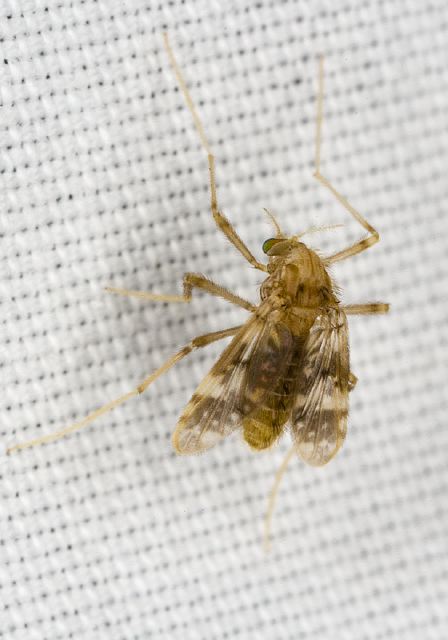 Psectrotanypus dyari Chironomidae