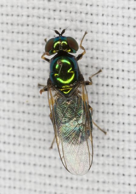 Microchrysa polita Stratiomyidae