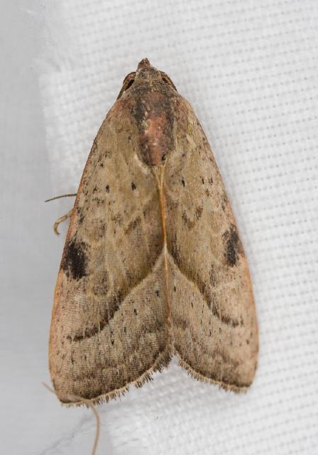 Galgula partita Noctuidae