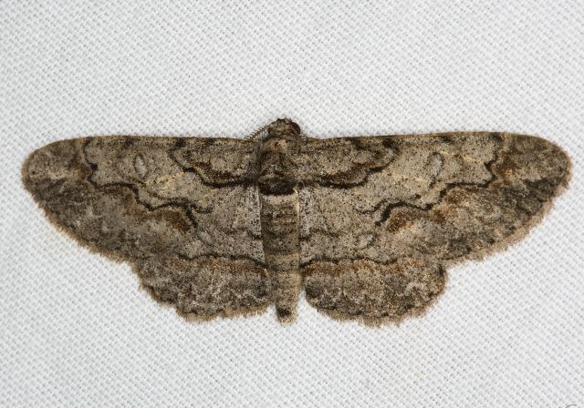 Iridopsis defectaria? Geometridae