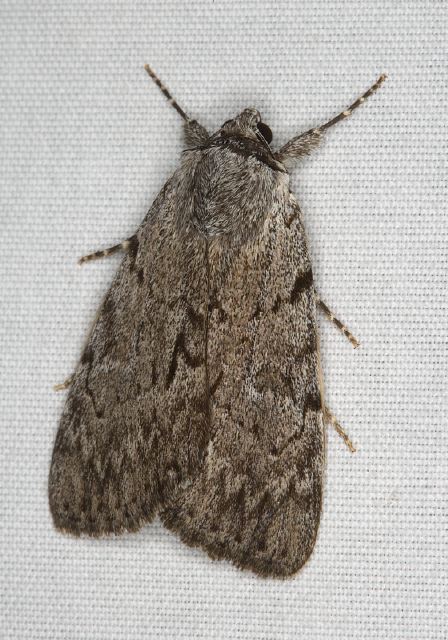 Catocala sordida Erebidae