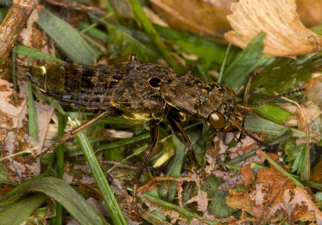 Ontholestes cingulatus Staphylinidae