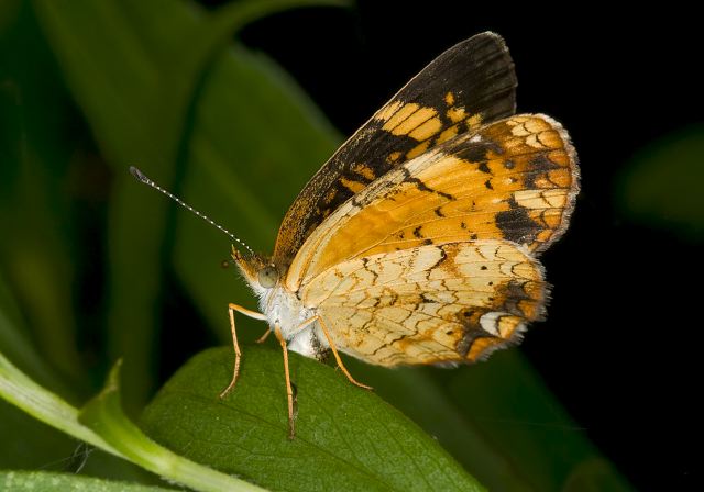 Phyciodes tharos Nymphalidae