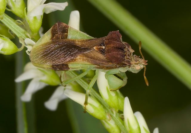 Phymata pennsylvanica Phymatidae