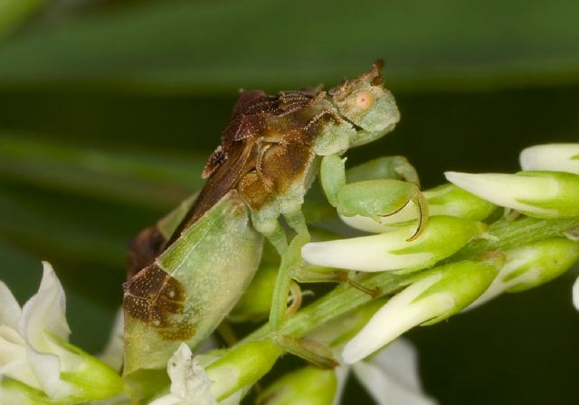 Phymata pennsylvanica Phymatidae