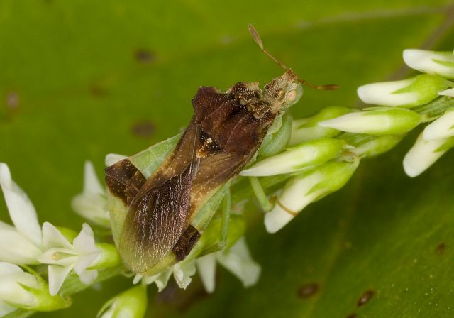 Phymata pennsylvanica Phymatidae