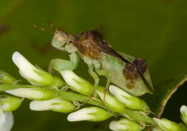 Phymata pennsylvanica Phymatidae