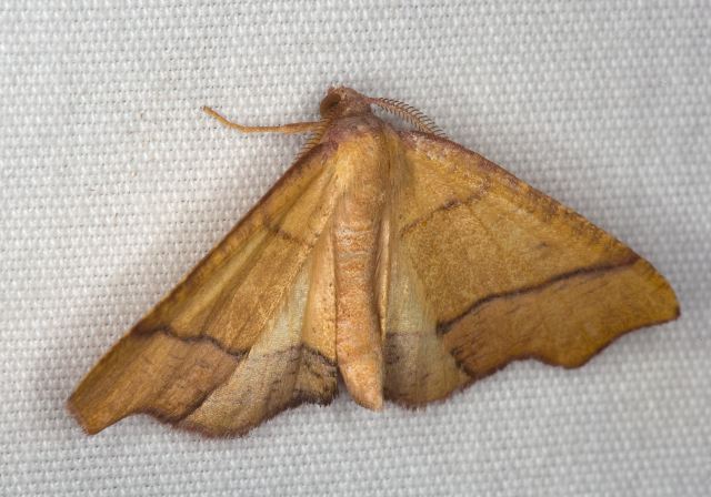 Plagodis phlogosaria Geometridae