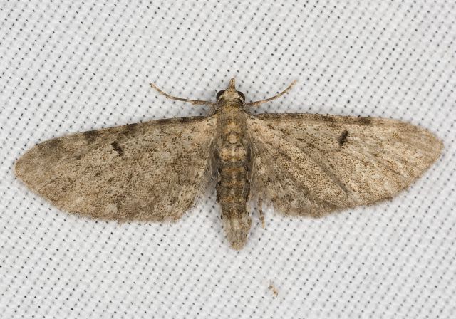 Eupithecia miserulata? Geometridae