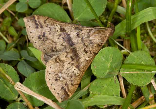 Renia discoloralis? Erebidae