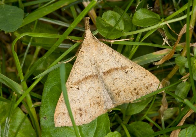 Renia discoloralis? Erebidae