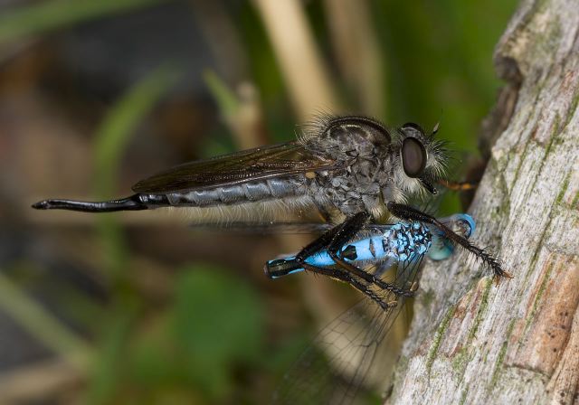 Efferia aestuans? Asilidae