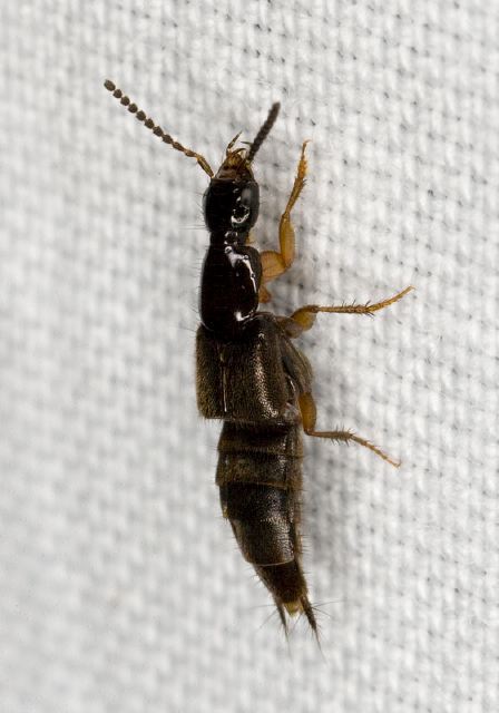 Philonthus sp. Staphylinidae