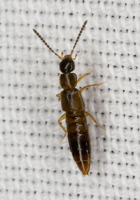   Staphylinidae