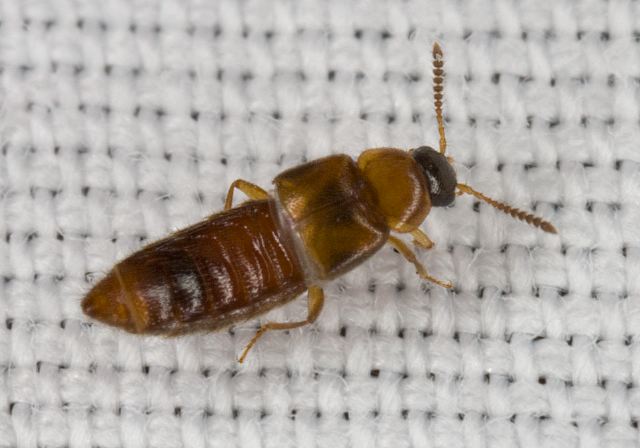   Staphylinidae