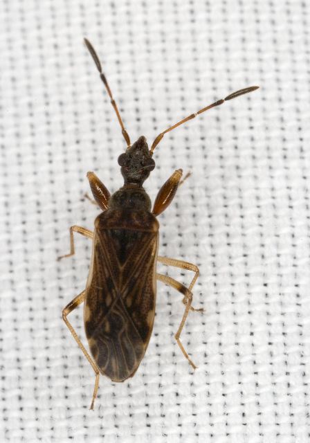 Ligyrocoris sp. Rhyparochromidae