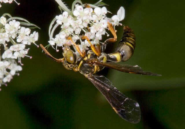 Saygorytes phaleratus Crabronidae