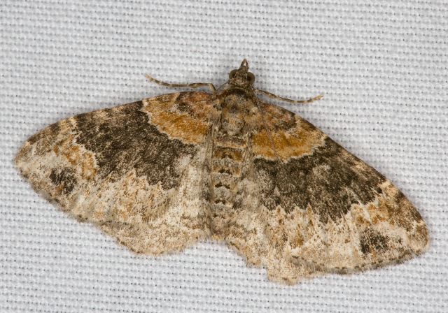 Xanthorhoe ferrugata Geometridae