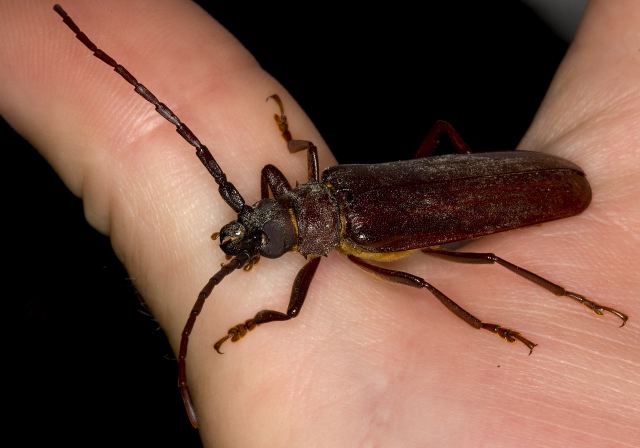 Orthosoma brunneum Cerambycidae