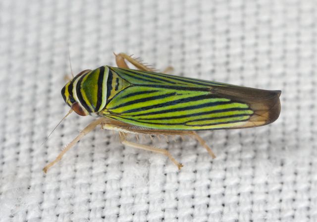 Tylozygus bifidus Cicadellidae