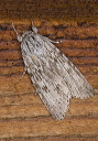 acronicta_2663