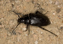 beetle_2551