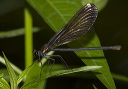 calopteryx_2628