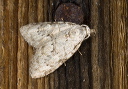 moth_2596