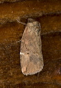 moth_2605