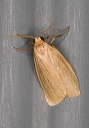 moth_2656