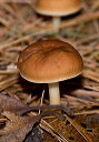 mushroom_2747