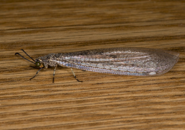 Myrmeleon immaculatus Myrmeleontidae