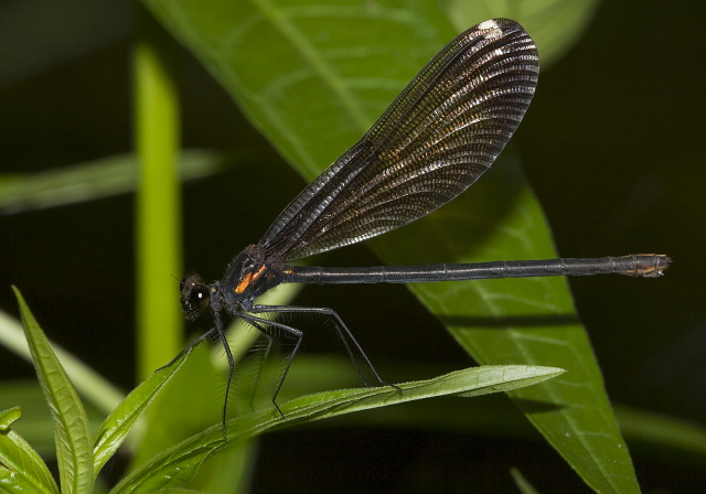 Calopteryx maculata Calopterygidae