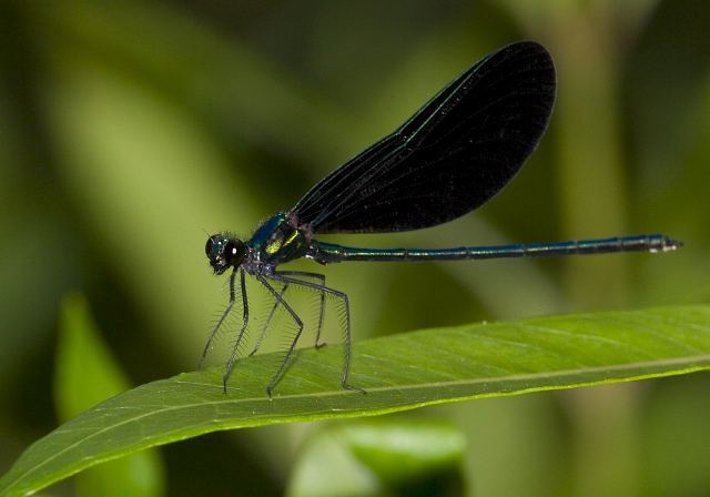 Calopteryx maculata Calopterygidae