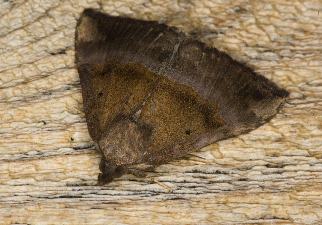 Hypena madefactalis Erebidae